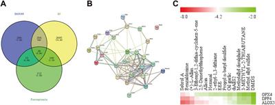 Garlic ameliorates atherosclerosis by regulating ferroptosis pathway: an integrated strategy of network pharmacology, bioinformatic and experimental verification